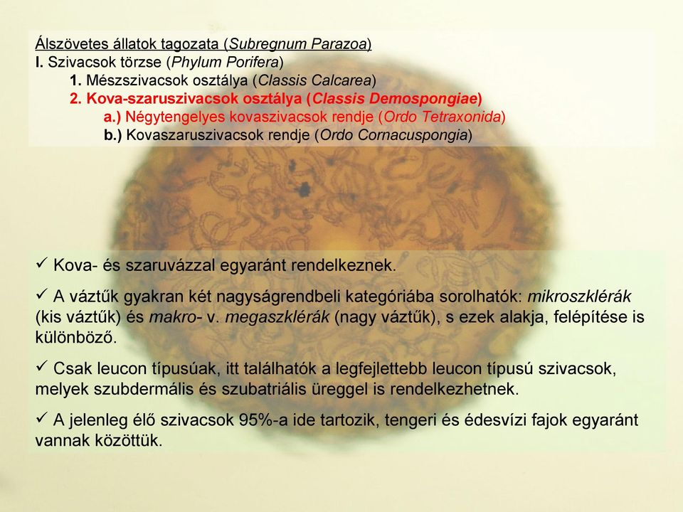 ) Kovaszaruszivacsok rendje (Ordo Cornacuspongia) Kova- és szaruvázzal egyaránt rendelkeznek.