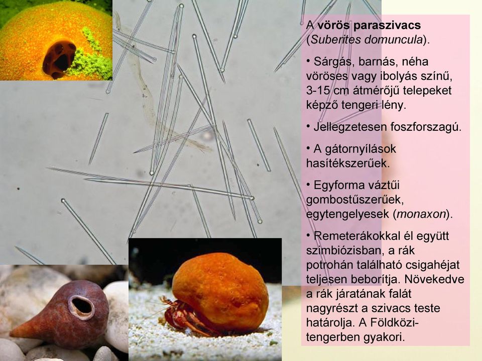 2. Gyakorlat Álszövetes állatok tagozata (Subregnum Parazoa) Szivacsok  törzse (Phylum Porifera) - PDF Free Download