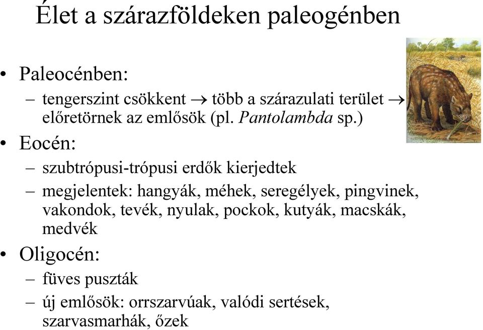 ) Eocén: szubtrópusi-trópusi erdık kierjedtek megjelentek: hangyák, méhek, seregélyek,