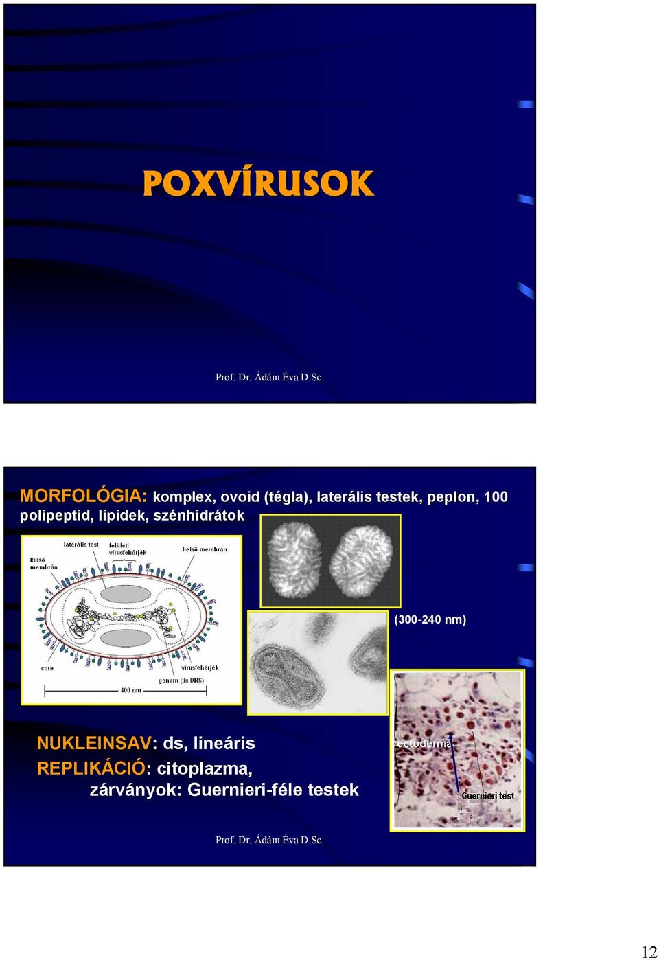 lipidek,, szénhidr nhidrátok (300-240 nm) NUKLEINSAV: