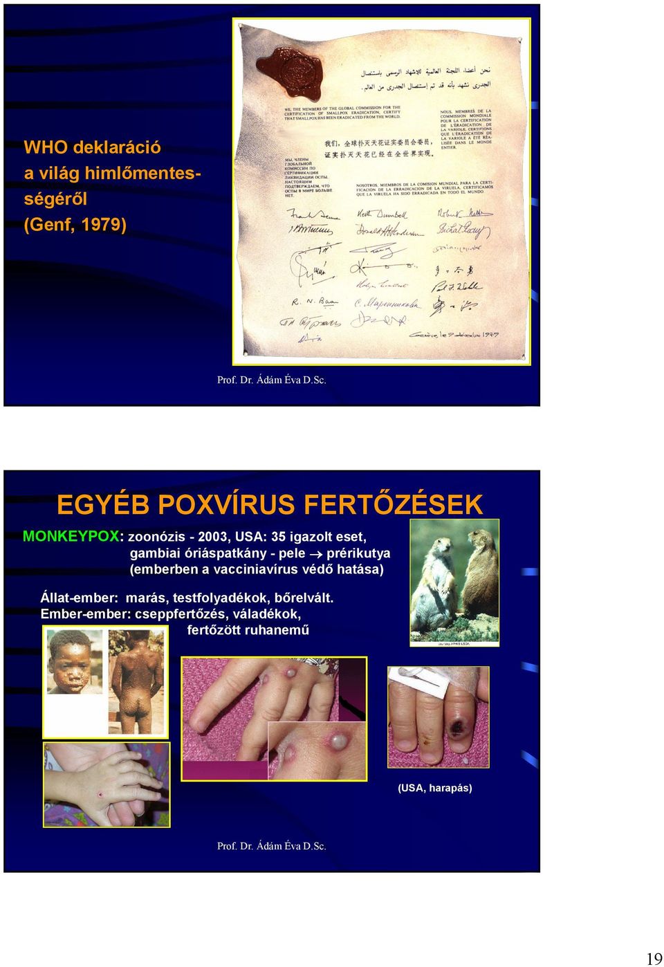 prérikutya (emberben a vacciniavírus védı hatása) Állat-ember: marás,