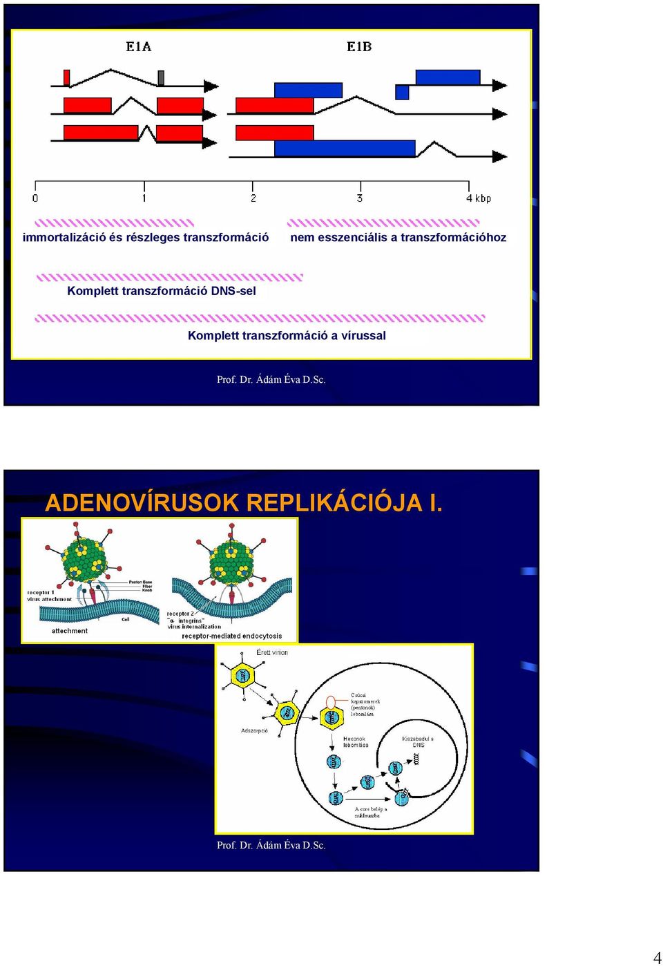 Komplett transzformáció DNS-sel Komplett