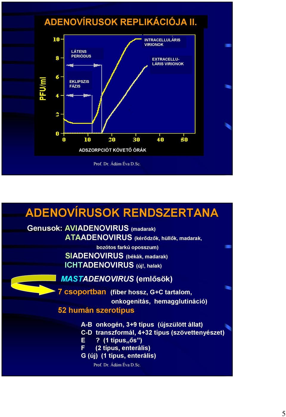 AVIADENOVIRUS (madarak) ATAADENOVIRUS (kérıdzık, hüllık, madarak, bozótos farkú oposszum) SIADENOVIRUS (békák, madarak) ICHTADENOVIRUS (új!