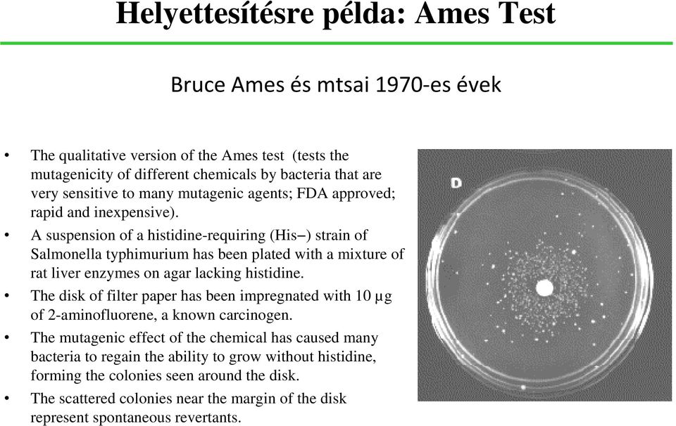 A suspension of a histidine-requiring (His ) strain of Salmonella typhimurium has been plated with a mixture of rat liver enzymes on agar lacking histidine.