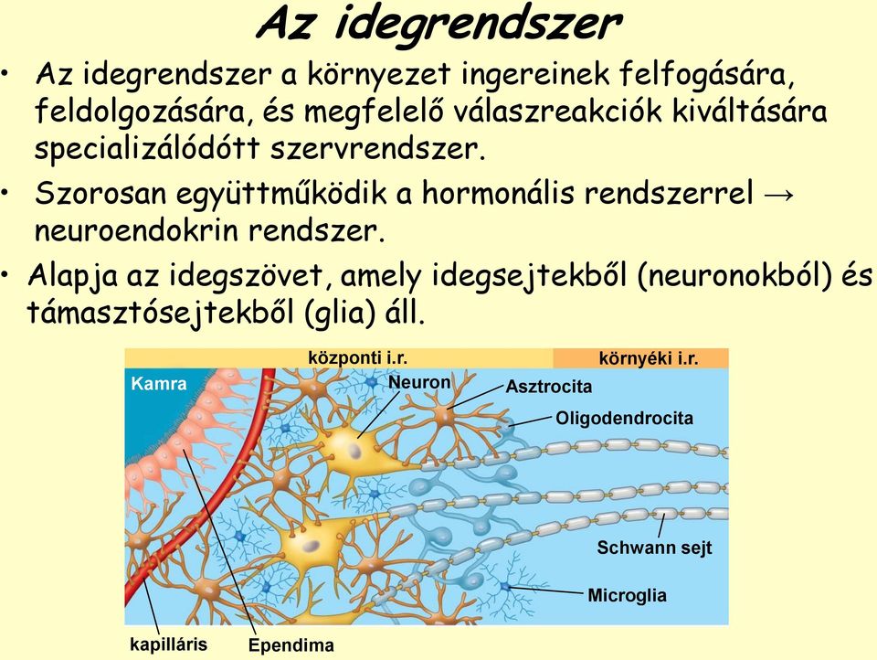 Szorosan együttműködik a hormonális rendszerrel neuroendokrin rendszer.