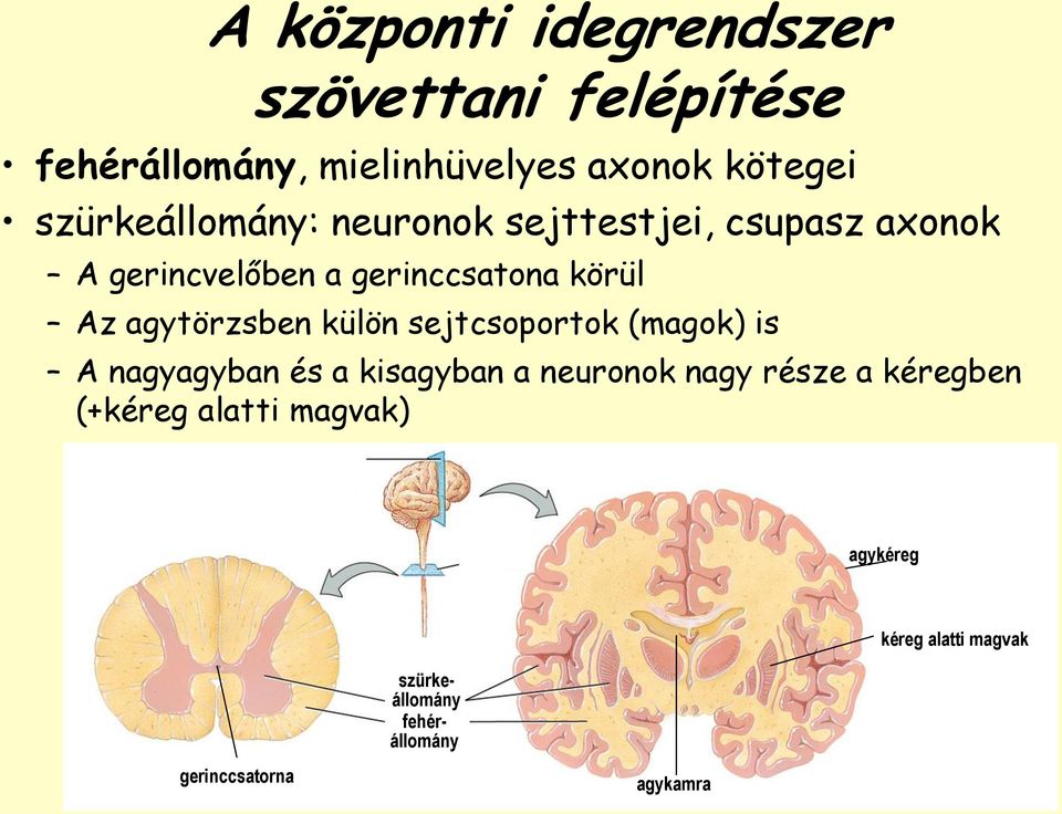 agytörzsben külön sejtcsoportok (magok) is A nagyagyban és a kisagyban a neuronok nagy része a