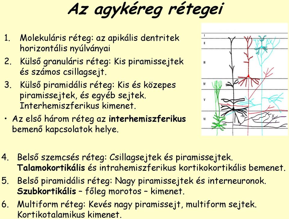 Az első három réteg az interhemiszferikus bemenő kapcsolatok helye. 4. Belső szemcsés réteg: Csillagsejtek és piramissejtek.