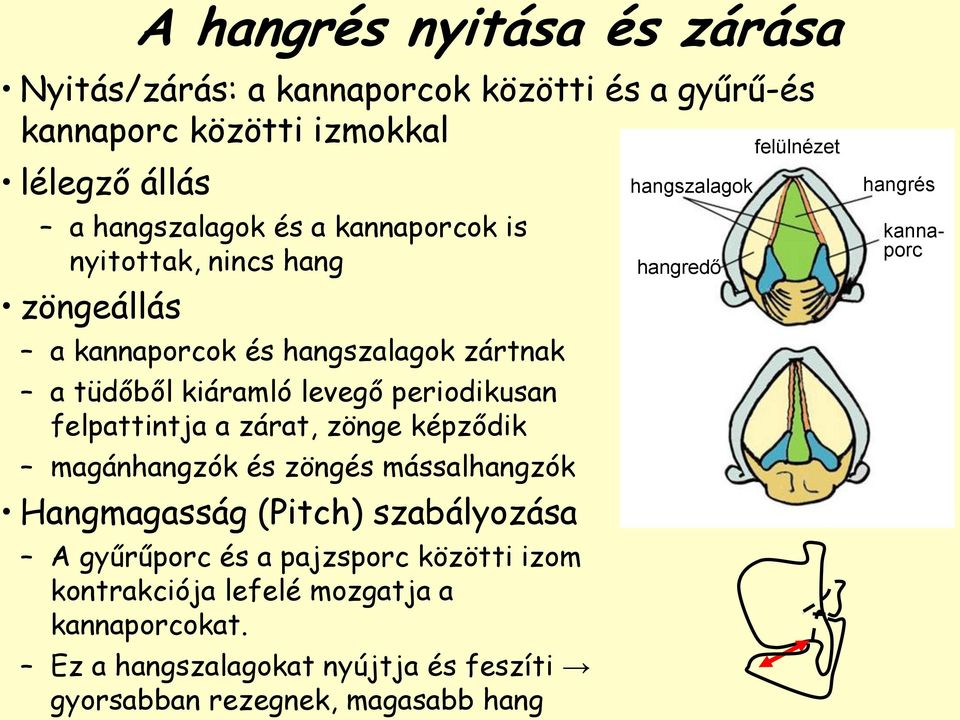 zárat, zönge képződik magánhangzók és zöngés mássalhangzók Hangmagasság (Pitch) szabályozása A gyűrűporc és a pajzsporc közötti izom kontrakciója