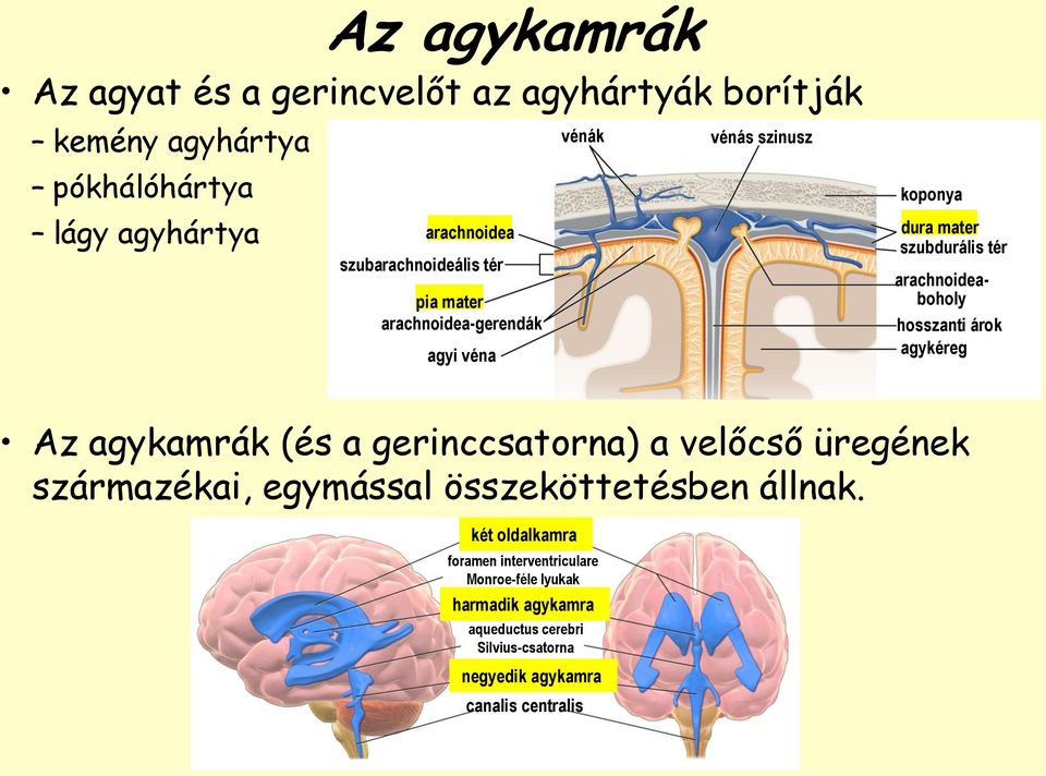 hosszanti árok agykéreg Az agykamrák (és a gerinccsatorna) a velőcső üregének származékai, egymással összeköttetésben állnak.