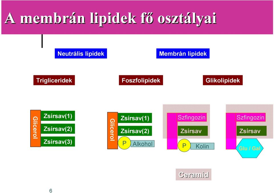 Zsírsav(1) Zsírsav(2) Zsírsav(3) Glicerol Zsírsav(1) Zsírsav(2)