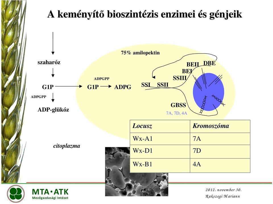 szacharózszacharóz ADPG SSI SSII szacharóz ADPGPP BEII DBE BEI SSIII