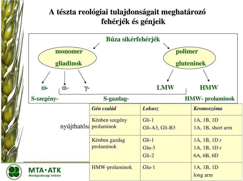 szegény Gli-1 Gli-A3, Gli-B3 nyújthatóság prolaminok rugalmasság 1A, 1B, 1D 1A, 1B, short arm Kénben gazdag prolaminok