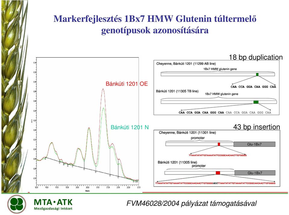 GGG CAA Bánkúti 1201 N Cheyenne, Bánkúti 1201 (11301 line) promoter 43 bp insertion Glu-1Bx7 Bánkúti 1201 (11305 line) promoter