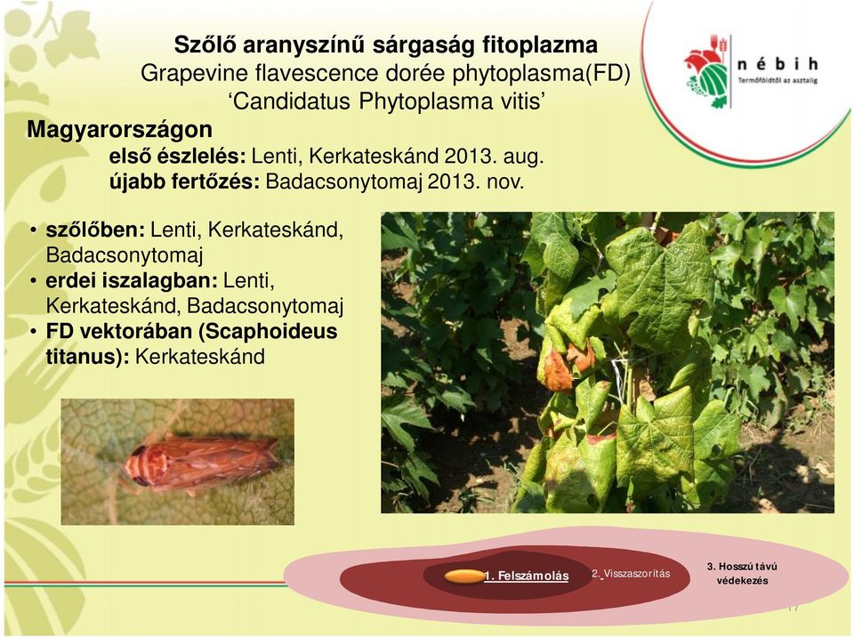 nov. szőlőben: Lenti, Kerkateskánd, Badacsonytomaj erdei iszalagban: Lenti, Kerkateskánd, Badacsonytomaj