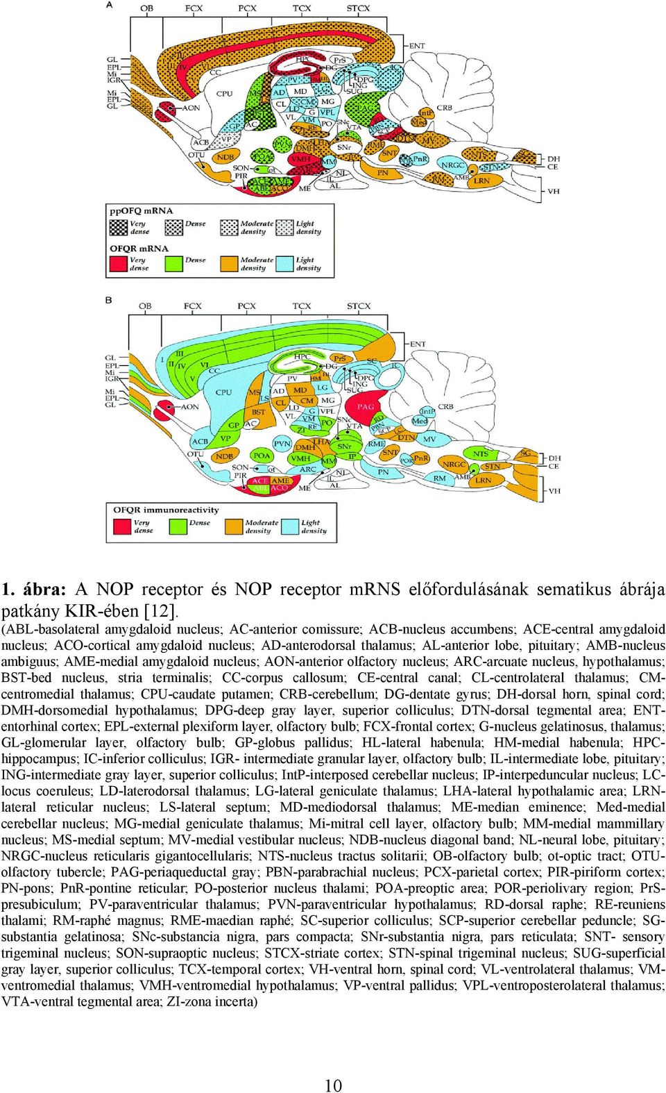 pituitary; AMB-nucleus ambiguus; AME-medial amygdaloid nucleus; AON-anterior olfactory nucleus; ARC-arcuate nucleus, hypothalamus; BST-bed nucleus, stria terminalis; CC-corpus callosum; CE-central