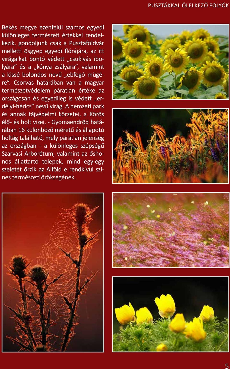 Csorvás határában van a magyar természetvédelem páratlan értéke az országosan és egyedileg is védett erdélyi-hérics nevű virág.