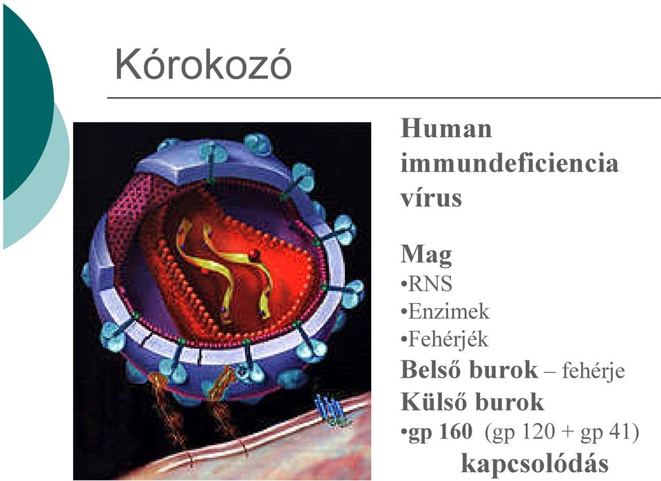 Belső burok fehérje Külső burok