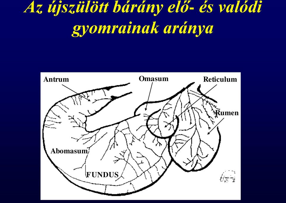 aránya Antrum Omasum