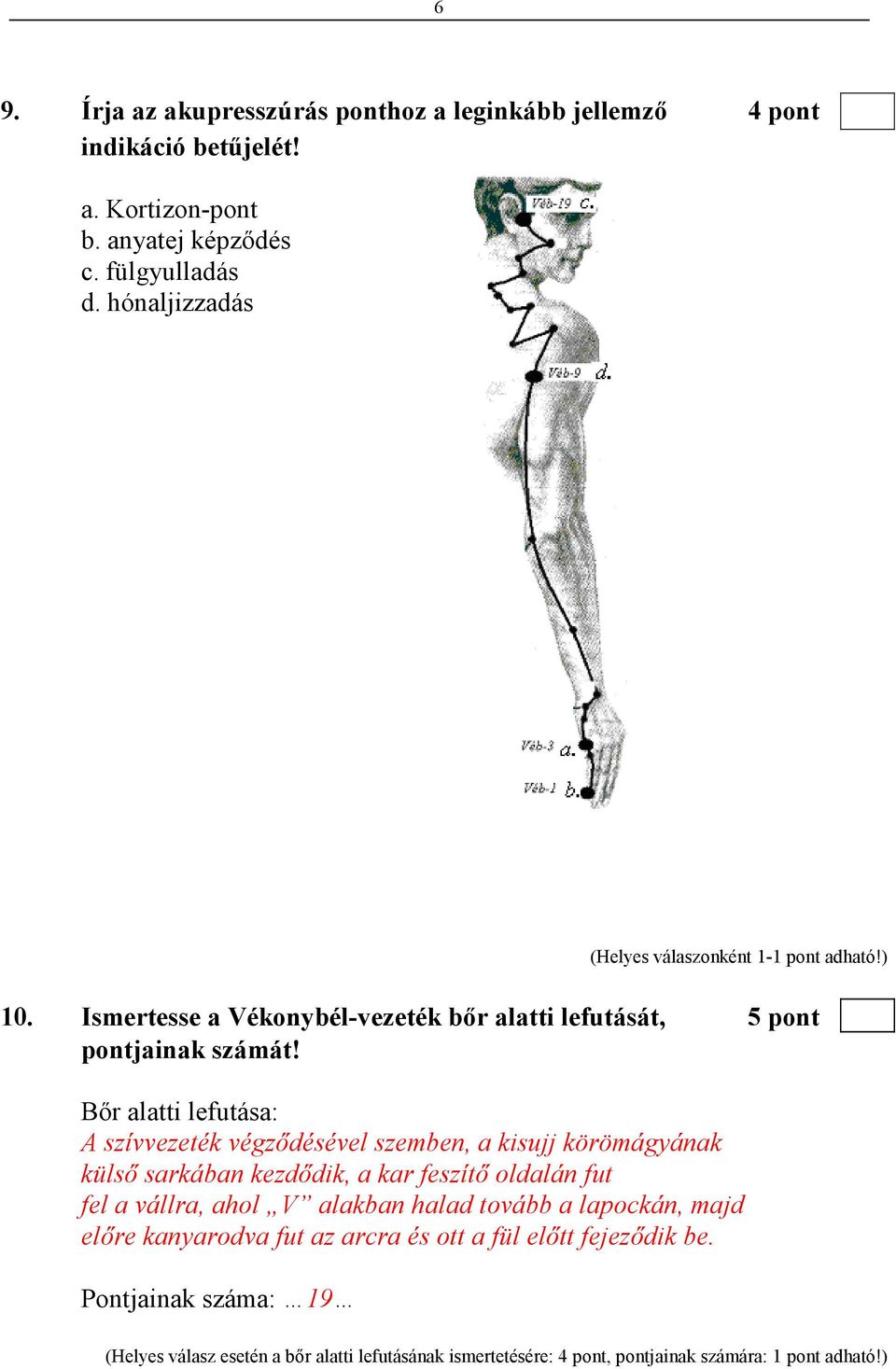 Bır alatti lefutása: A szívvezeték végzıdésével szemben, a kisujj körömágyának külsı sarkában kezdıdik, a kar feszítı oldalán fut fel a vállra, ahol V