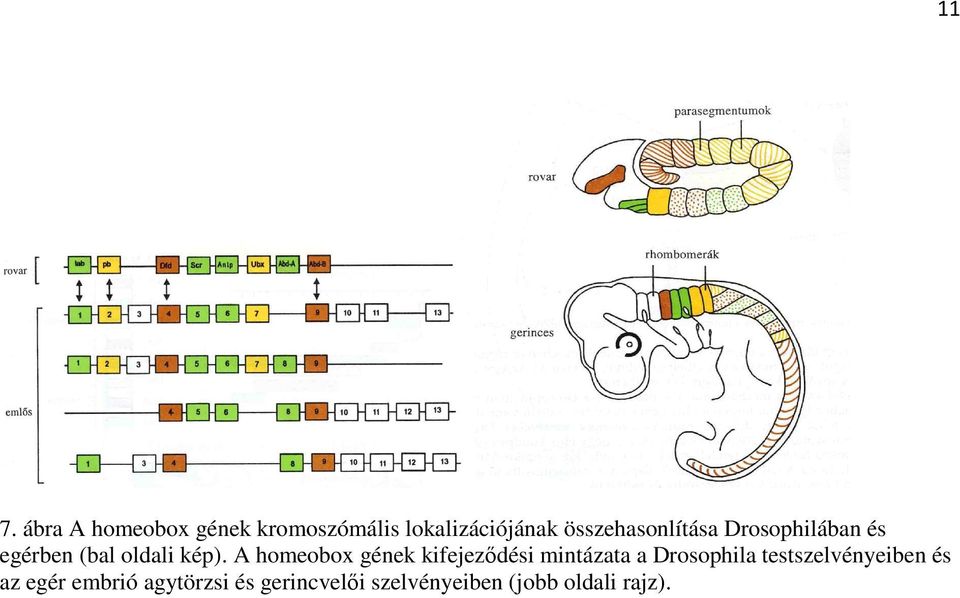 A homeobox gének kifejeződési mintázata a Drosophila