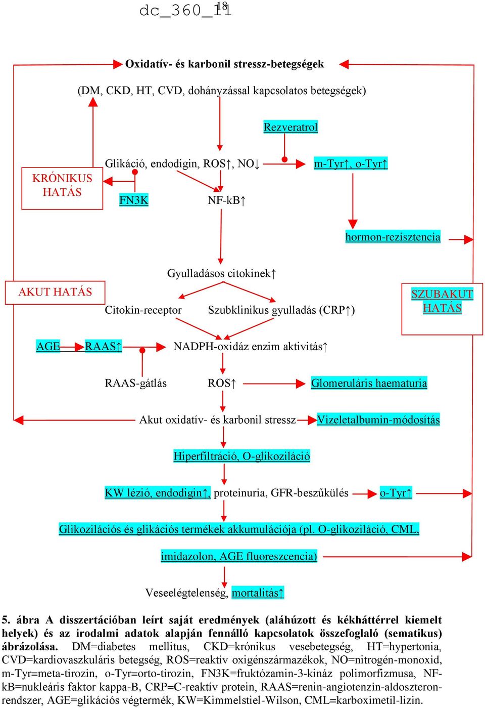 stressz Vizeletalbumin-módosítás Hiperfiltráció, O-glikoziláció KW lézió, endodigin, proteinuria, GFR-beszűkülés o-tyr Glikozilációs és glikációs termékek akkumulációja (pl.