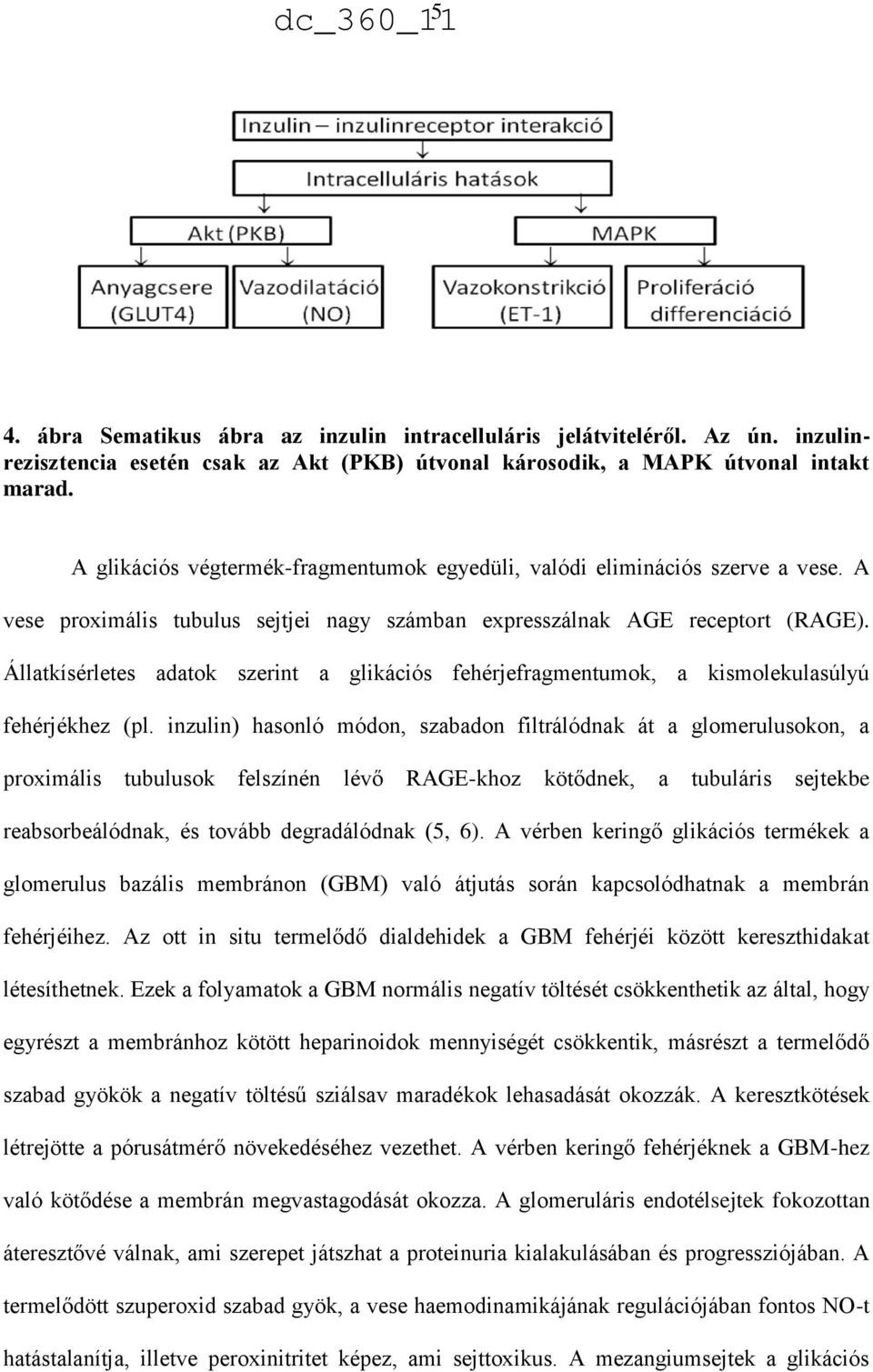 Állatkísérletes adatok szerint a glikációs fehérjefragmentumok, a kismolekulasúlyú fehérjékhez (pl.