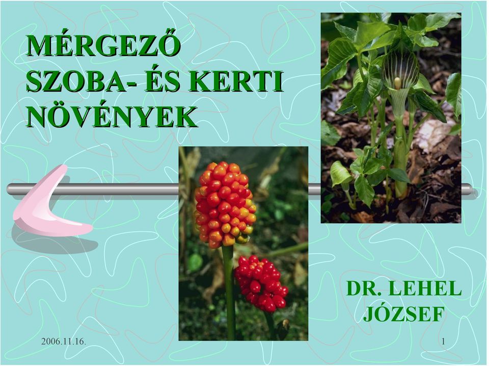 NÖVÉNYEK DR.