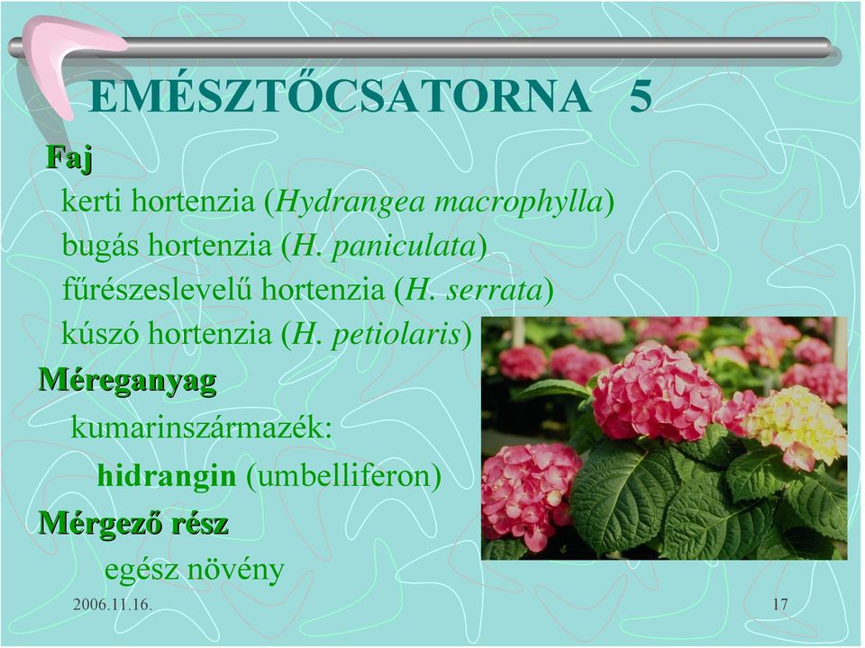 serrata) kúszó hortenzia (H.