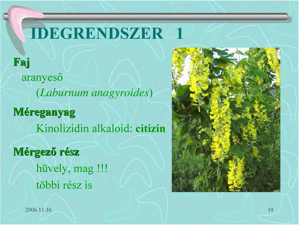 Kinolizidin alkaloid: citizin