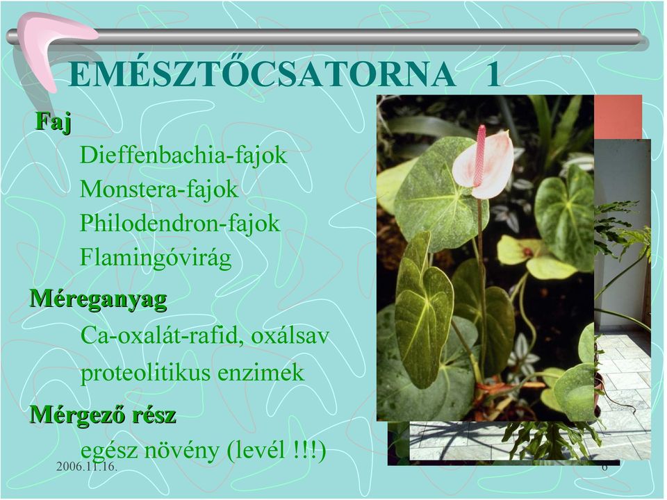 Flamingóvirág Méreganyag Ca-oxalát-rafid,