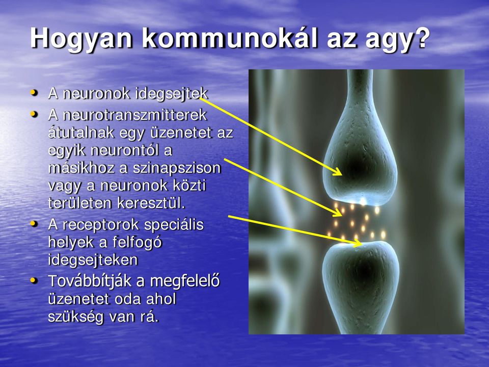 egyik neurontól a másikhoz a szinapszison vagy a neuronok közti
