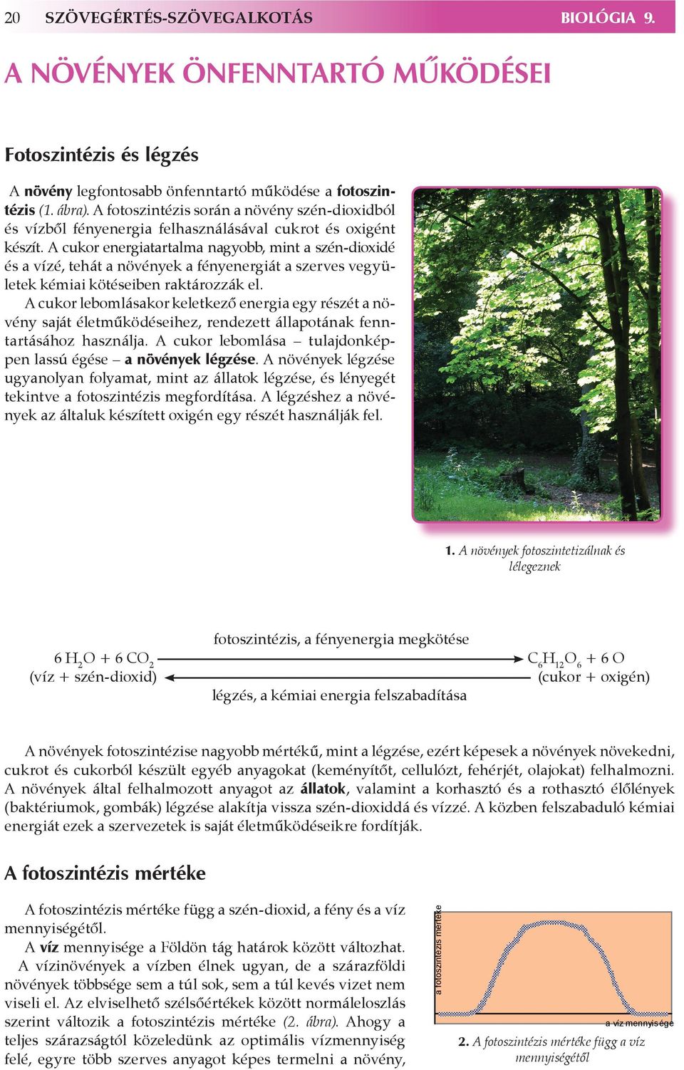 A cukor energiatartalma nagyobb, mint a szén-dioxidé és a vízé, tehát a növények a fényenergiát a szerves vegyületek kémiai kötéseiben raktározzák el.