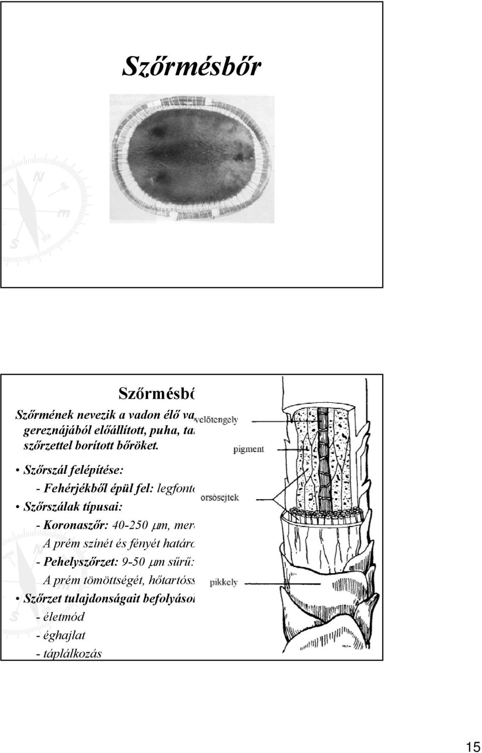 Szőrszál felépítése: - Fehérjékből épül fel: legfontosabb a keratin Szőrszálak típusai: - Koronaszőr: 40-250 m, merevebb, törékenyebb,