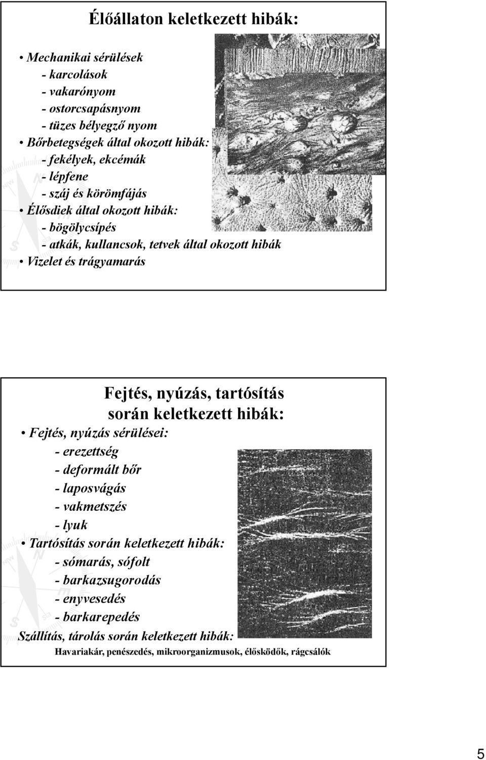nyúzás, tartósítás során keletkezett hibák: Fejtés, nyúzás sérülései: - erezettség - deformált bőr - laposvágás - vakmetszés -lyuk Tartósítás során keletkezett hibák: