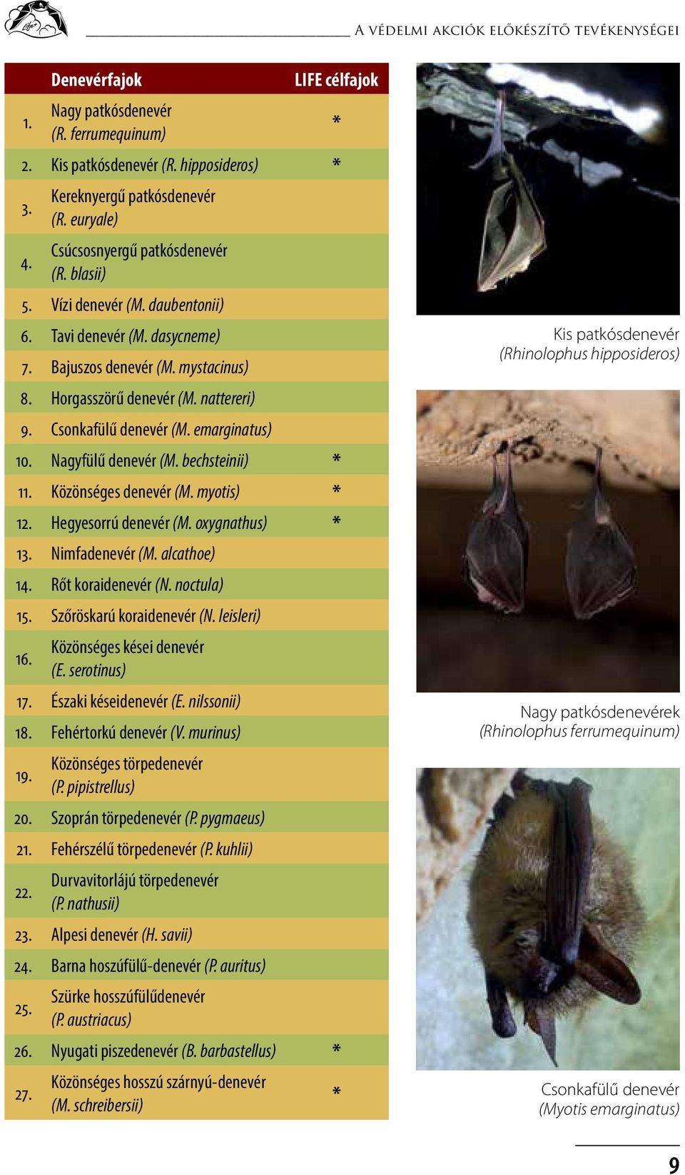 Csonkafülű denevér (M. emarginatus) 10. Nagyfülű denevér (M. bechsteinii) * 11. Közönséges denevér (M. myotis) * 12. Hegyesorrú denevér (M. oxygnathus) * 13. Nimfadenevér (M. alcathoe) 14.