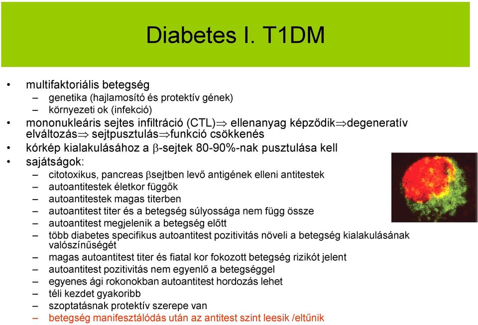 funkció csökkenés kórkép kialakulásához a -sejtek 80-90%-nak pusztulása kell sajátságok: citotoxikus, pancreas sejtben levő antigének elleni antitestek autoantitestek életkor függők autoantitestek