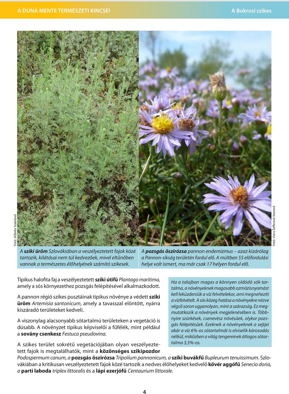 Tipikus halofita faj a veszélyeztetett sziki útifű Plantago maritima, amely a sós környezethez pozsgás felépítésével alkalmazkodott.