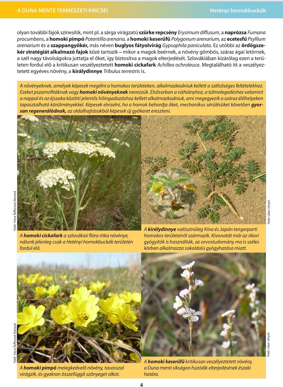 szappangyökér, más néven buglyos fátyolvirág Gypsophila paniculata.