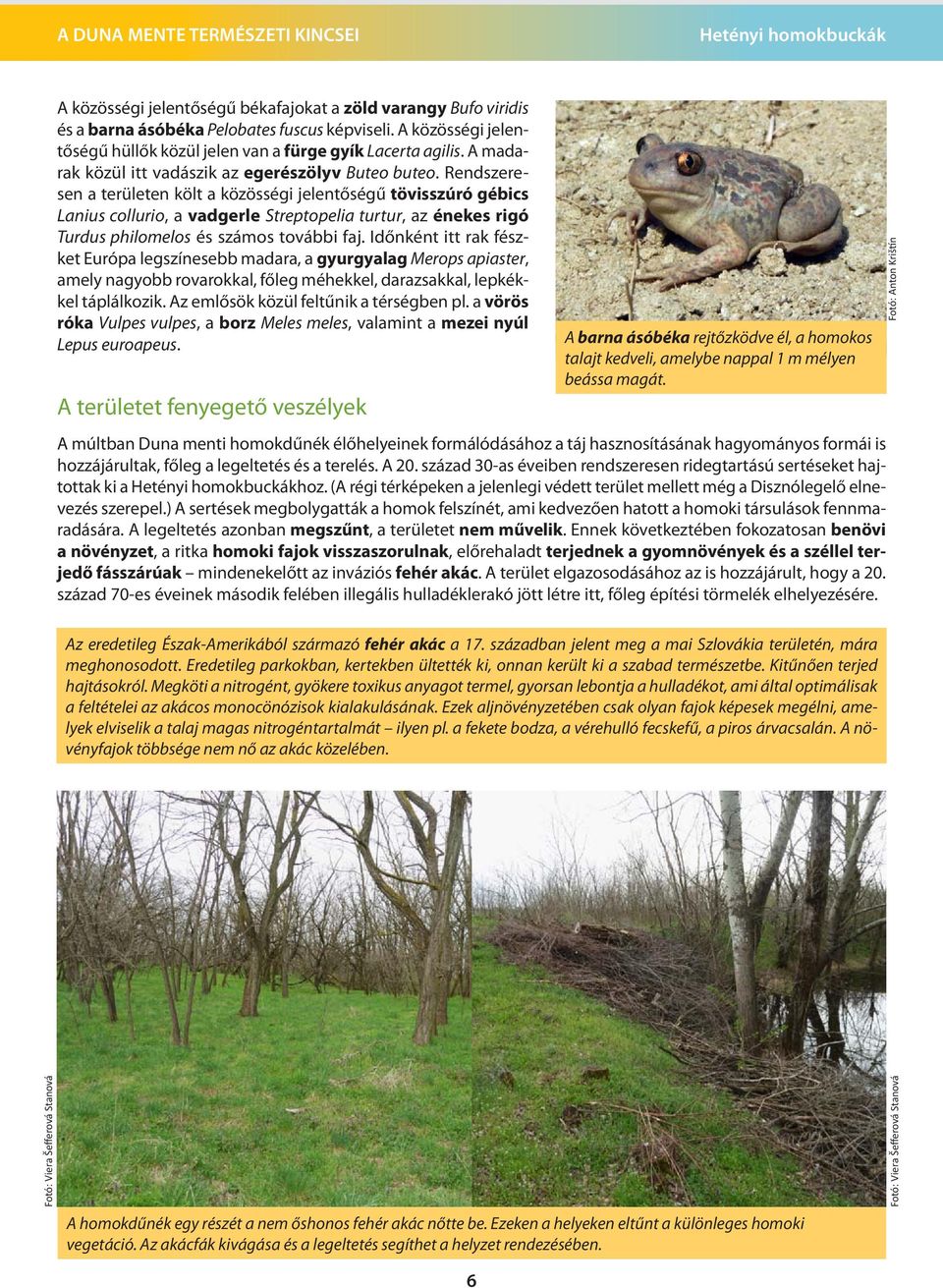 Rendszeresen a területen költ a közösségi jelentőségű tövisszúró gébics Lanius collurio, a vadgerle Streptopelia turtur, az énekes rigó Turdus philomelos és számos további faj.