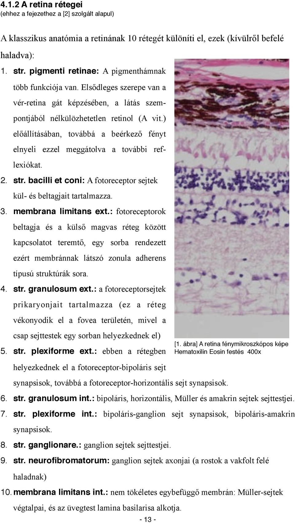 ) előállításában, továbbá a beérkező fényt elnyeli ezzel meggátolva a további reflexiókat. 2. str. bacilli et coni: A fotoreceptor sejtek kül- és beltagjait tartalmazza. 3. membrana limitans ext.