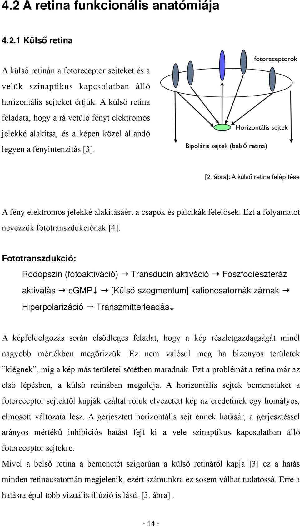 ábra]: A külső retina felépítése A fény elektromos jelekké alakításáért a csapok és pálcikák felelősek. Ezt a folyamatot nevezzük fototranszdukciónak [4].