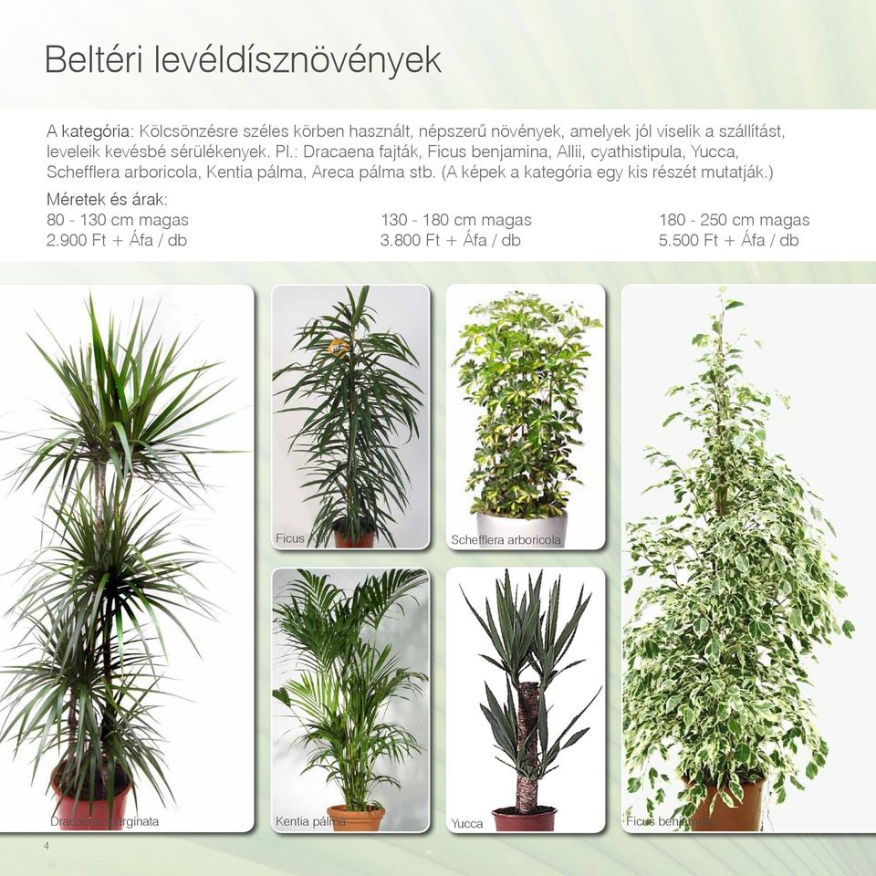 : Dracaena fajták, Ficus benjamina, Allii, cyathistipula, Yucca, Schefflera arboricola, Kentia pálma, Areca pálma stb.