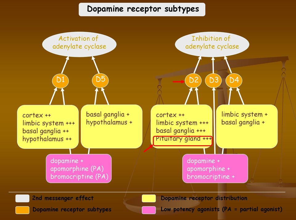Pituitary gland +++ limbic system + basal ganglia + dopamine + apomorphine (PA) bromocriptine (PA) dopamine + apomorphine +
