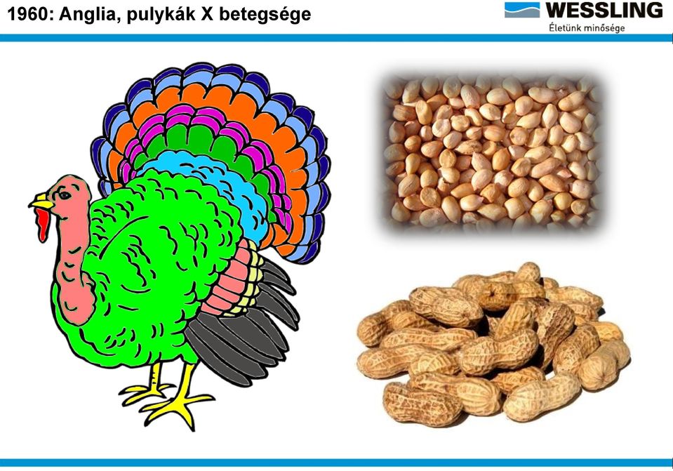 pulykák X