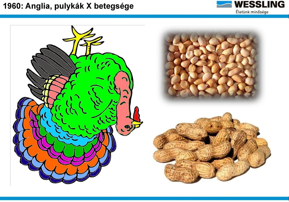pulykák X