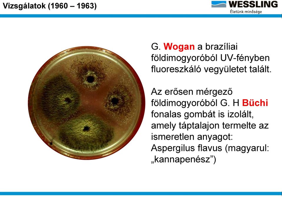 vegyületet talált. Az erősen mérgező földimogyoróból G.