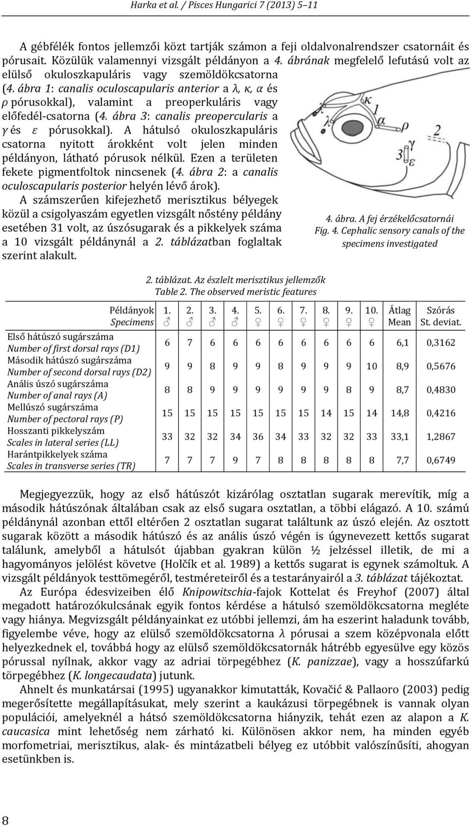 ábra 1: canalis oculoscapularis anterior a λ, κ, α és ρ pórusokkal), valamint a preoperkuláris vagy előfedél csatorna (4. ábra 3: canalis preopercularis a γ és ε pórusokkal).