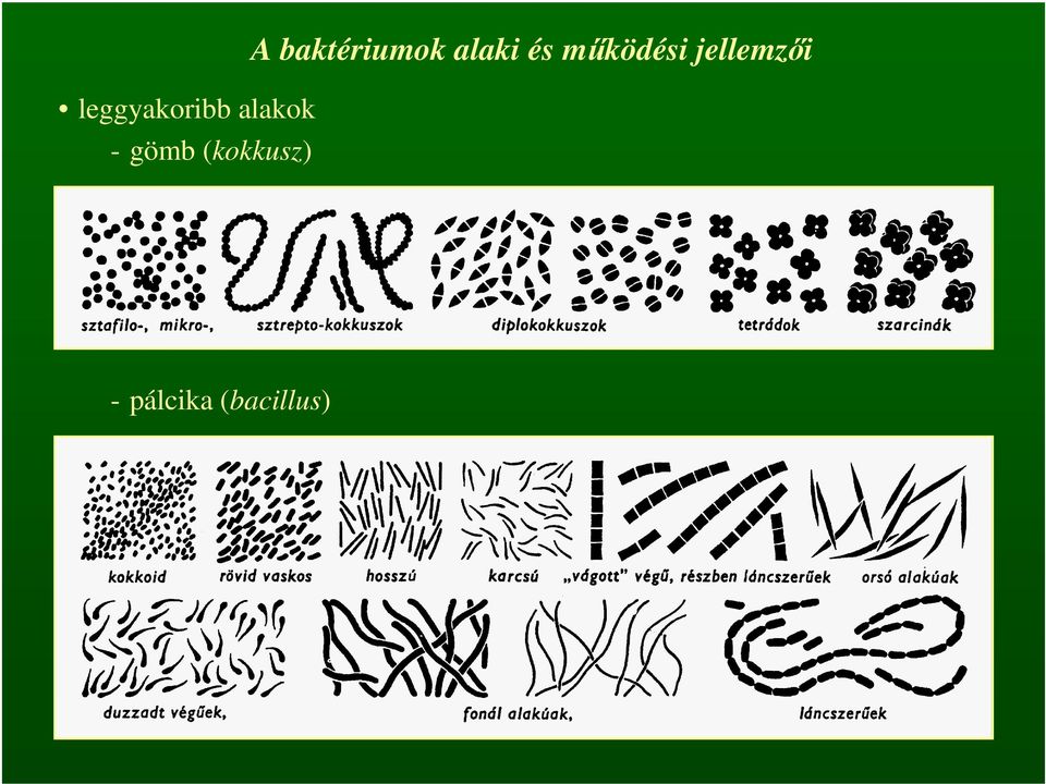 baktériumok alaki és