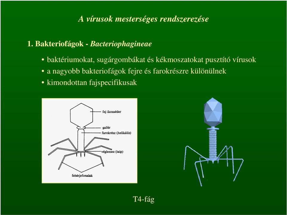 sugárgombákat és kékmoszatokat pusztító vírusok a