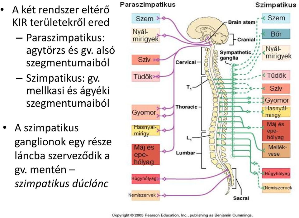 alsó szegmentumaiból Szimpatikus: gv.